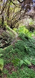 Plants: image 96 Of 208 Thumb